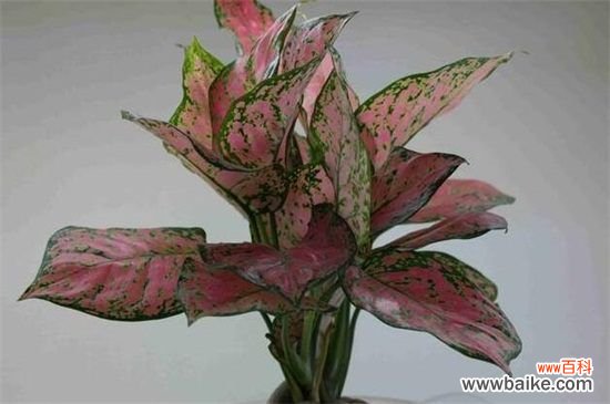 如意皇后叶子怎么变红？如意皇后叶子变红的方法