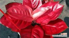 如意皇后叶子怎么变红？如意皇后叶子变红的方法