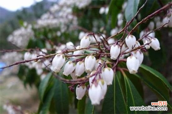 马醉木会开花吗?会开花且集中在春季