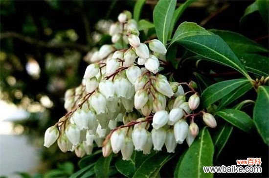 马醉木会开花吗?会开花且集中在春季