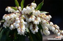 马醉木会开花吗？会开花且集中在春季