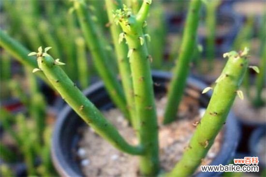 膨珊瑚怎么浇水？膨珊瑚的浇水方法