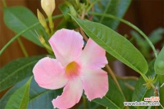 飘香藤有毒吗?无毒,热带藤本植物皇后