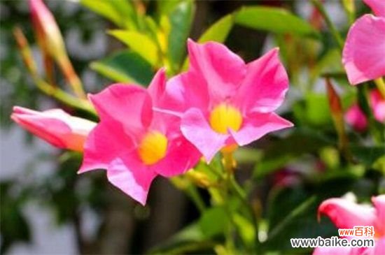 飘香藤有毒吗?无毒,热带藤本植物皇后