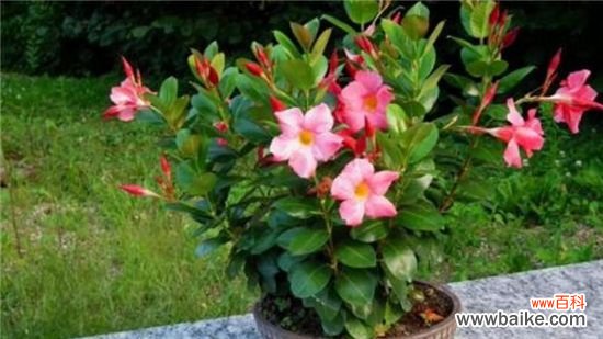 飘香藤有毒吗?无毒,热带藤本植物皇后