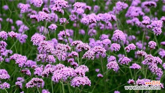 马鞭草什么时候开花?延长马鞭草花期的方法