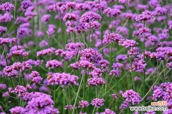 马鞭草什么时候开花?延长马鞭草花期的方法