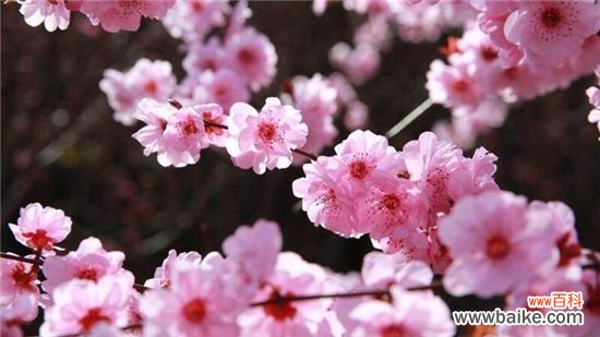 美人梅如何繁殖?美人梅的繁殖方法和注意事项