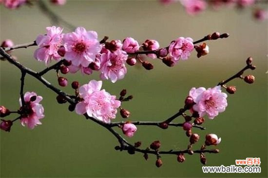 美人梅如何繁殖?美人梅的繁殖方法和注意事项