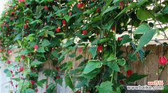 蔓性风铃花需要剪枝吗？蔓性风铃花的修剪方法