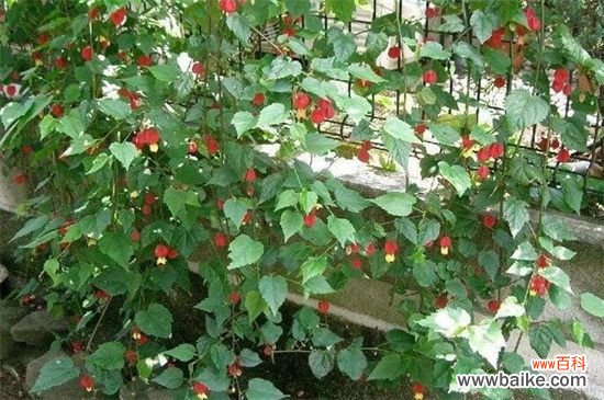 蔓性风铃花需要剪枝吗?蔓性风铃花的修剪方法