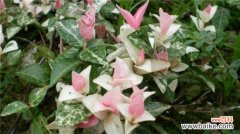 花叶络石怎么养叶子才会色彩斑斓