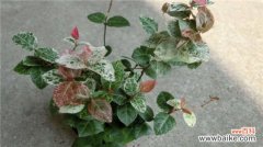 花叶络石怎么浇水？花叶络石的浇水方法