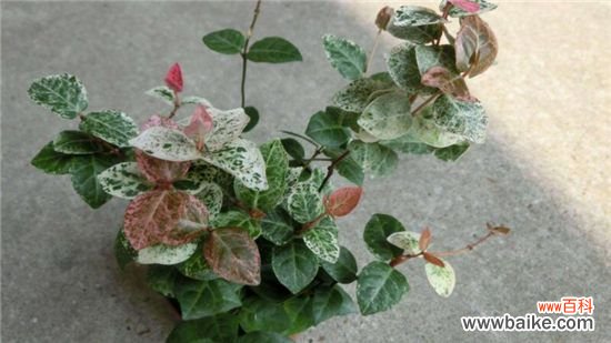 花叶络石怎么浇水？花叶络石的浇水方法