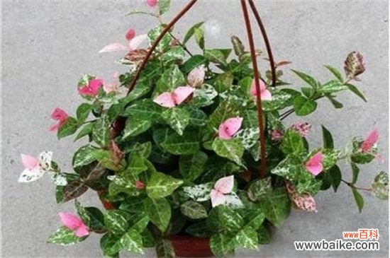 花叶络石怎么浇水？花叶络石的浇水方法