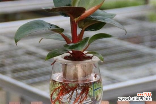 甲硝唑片养花好吗?用于水培营养液最为适合