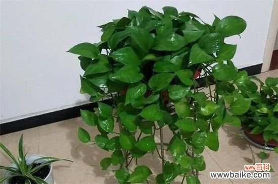 甲硝唑片养花好吗?用于水培营养液最为适合