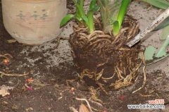 花盆换土最佳时间是什么时候？主要集中在春秋两季居多