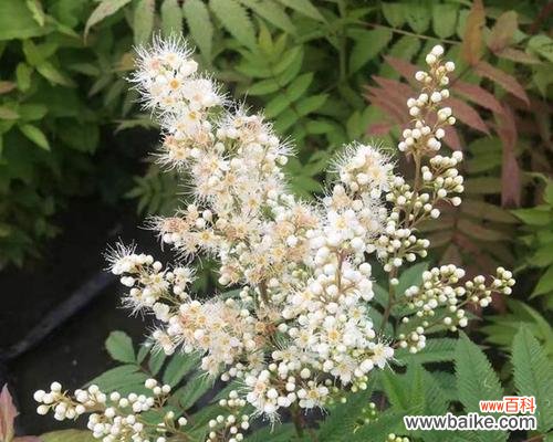 探究耐盐碱植物的形成原理与应用价值 耐盐碱植物——适应苛刻环境的生命奇迹