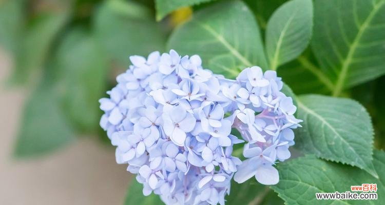 从花语到文化,了解绣球花的含义 探寻绣球花的寓意