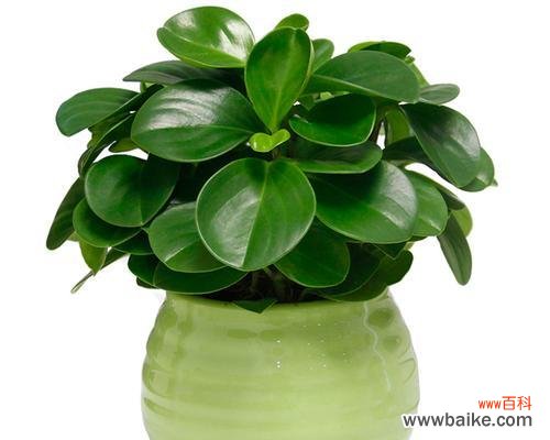 探究豆瓣绿的寓意，反思社交媒体对于价值观的影响 从豆瓣绿看社交媒体的价值观