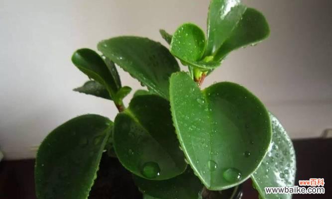 探究豆瓣绿的寓意，反思社交媒体对于价值观的影响 从豆瓣绿看社交媒体的价值观