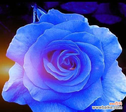 蓝色花海中的奇迹，蓝玫瑰的象征、蓝色的力量 蓝色的绚烂-解读蓝玫瑰的意义