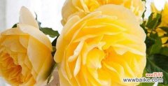 花开花落，情感的代言 黄玫瑰的代表意思