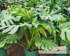 以“坚韧不拔”为的解读 龟背竹花语的深刻内涵