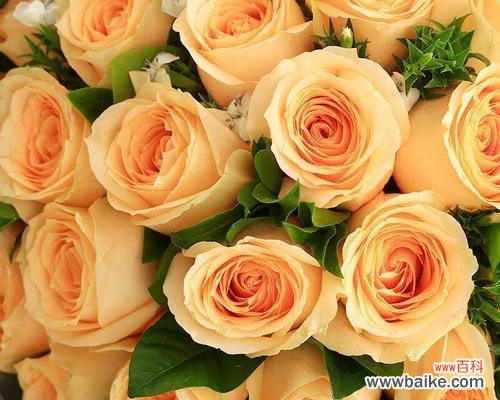 十一朵香槟玫瑰代表的含义及象征 香槟玫瑰的花语