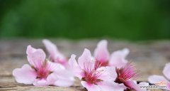 桃花的美丽寓意 桃花-花语与象征