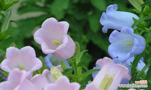 探寻铃兰的深意 铃兰花语的含义