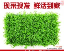 养护简单，美丽易打理，适合初学者的热带植物 爬地矮珍珠——初学者的理想选择