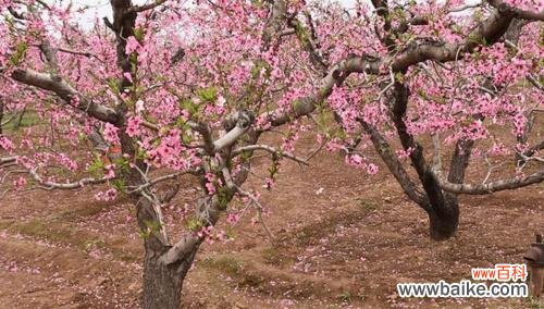 从春季到冬季,桃树的最佳种植时间全解析 如何选择最佳种植时间?——关于桃树的种植时间选择