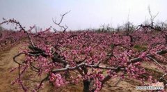 从春季到冬季，桃树的最佳种植时间全解析 如何选择最佳种植时间？——关于桃树的种植时间