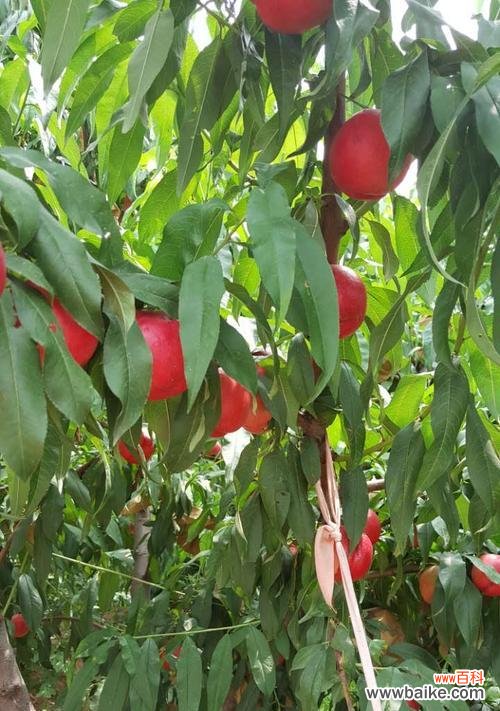 从春季到冬季,桃树的最佳种植时间全解析 如何选择最佳种植时间?——关于桃树的种植时间选择