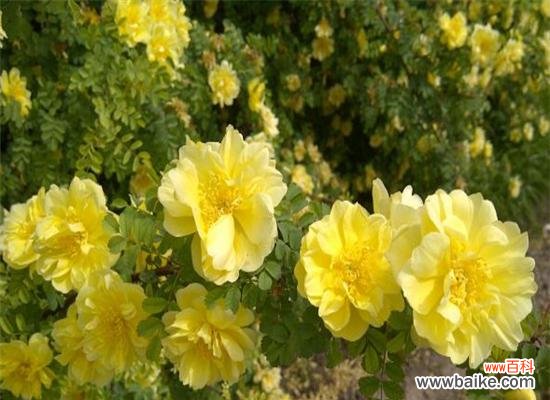 揭开黄刺玫的花语之谜 黄刺玫的花语