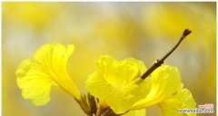 花开如黄金 黄花风铃木花语的美丽寓意