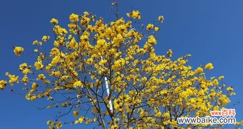 探寻黄花风铃木的深层内涵与象征意义 黄花风铃木
