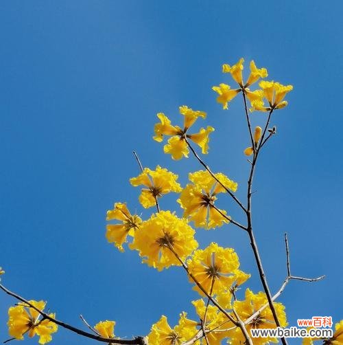 探寻黄花风铃木的深层内涵与象征意义 黄花风铃木