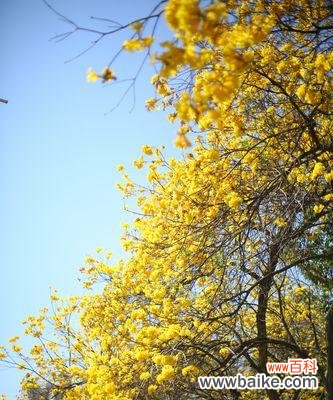 探寻黄花风铃木的深层内涵与象征意义 黄花风铃木