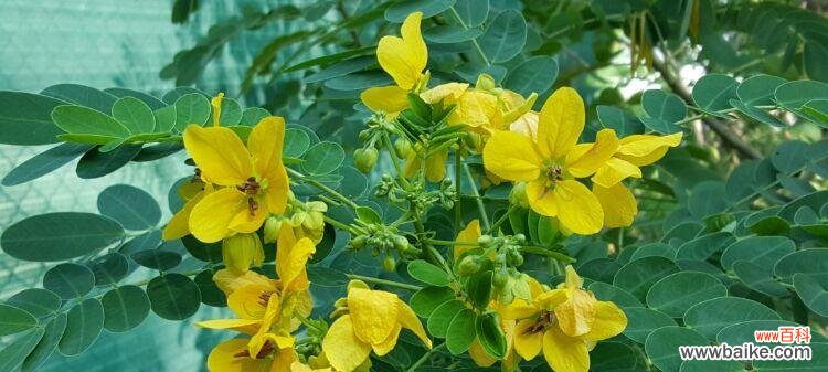 永恒的生命之树 黄槐树的寓意