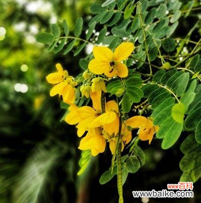 寓意深远的黄花槐 黄花槐