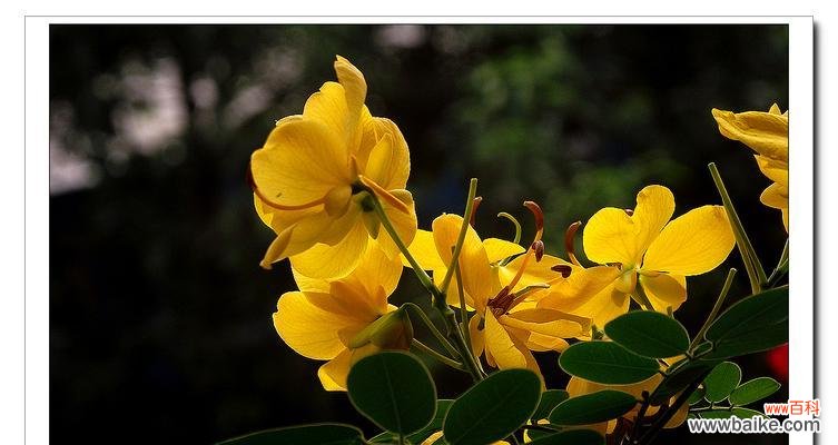 品味黄槐花的花语 黄槐花