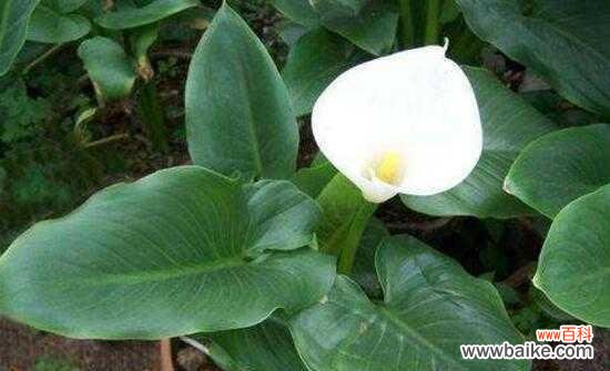 深入探索黄花马蹄莲的寓意与意象 黄花马蹄莲的意义与象征