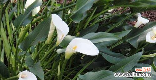 深入探索黄花马蹄莲的寓意与意象 黄花马蹄莲的意义与象征