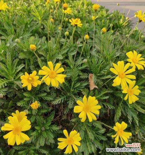 以黄金菊为主题的花语解读与赏析 黄金菊的花语