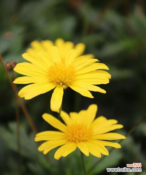 以黄金菊为主题的花语解读与赏析 黄金菊的花语