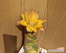 揭示金色花朵背后的深刻寓意 黄金莲花的意义与美丽