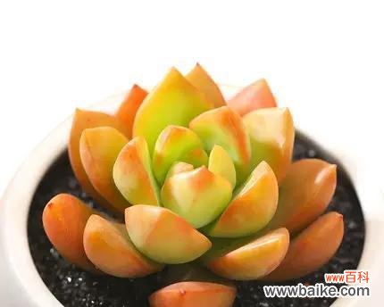 揭示花语之谜 黄丽的花语与美好情感